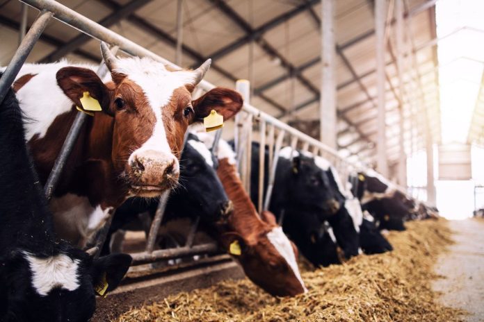 METEX NØØVISTAGO lance la commercialisation de la gamme INNEUS® pour la santé et le bien-être animal.